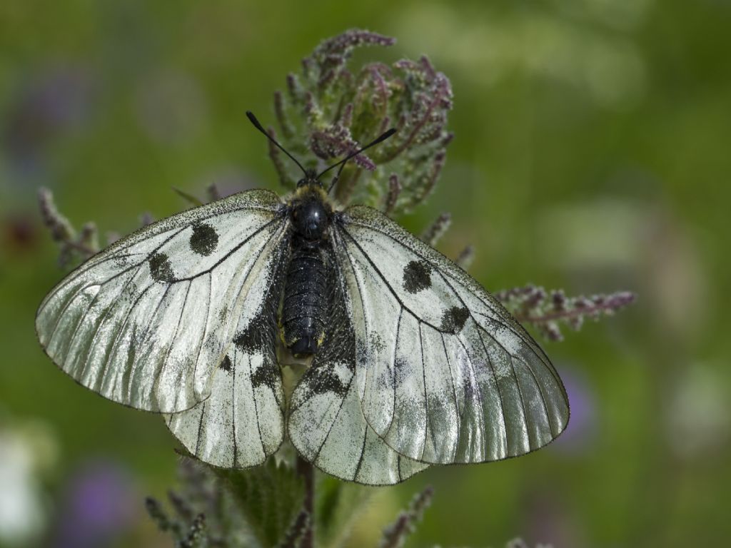 Parnassius mnemosyne
